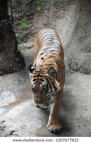 Walking Beautiful Tiger