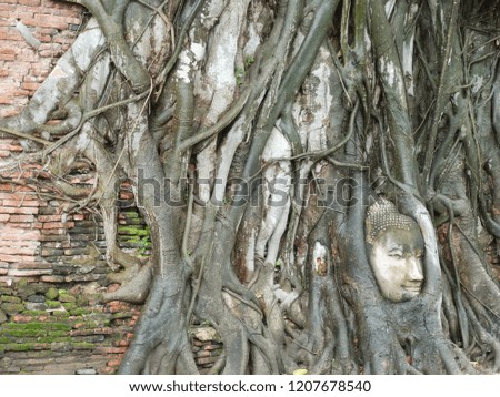 Buddha head emerged in the middle of the stems of the Bodhi tree.