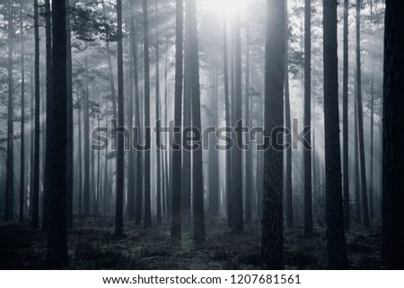 forrest and morning sunlight Royalty-Free Stock Photo #1207681561