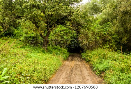 the road in the forest between the trees