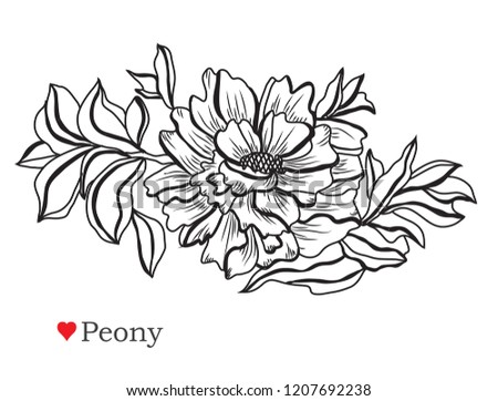 Decorative  peony flowers, design elements. Can be used for cards, invitations, banners, posters, print design. Floral background in line art style