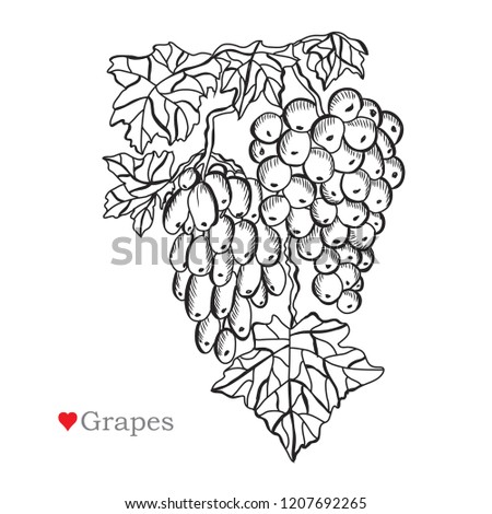 Decorative  grapes, design elements. Can be used for cards, invitations, banners, posters, print design. Floral background in line art style