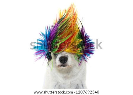 FUNNY PUNK ROCK DOG WEARING A COLORED WIG. ISOLATED AGAINST WHITE BACKGROUND FOR CANIVAL, MARDI GRAS, HALLOWEEN OR NEW YEAR PARTY.