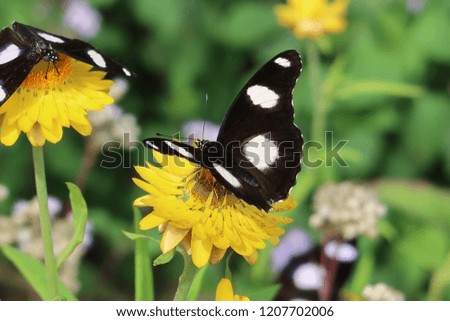 hungry butterfly on top of a flower