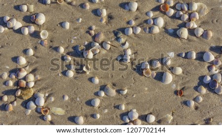 seashells on the sea beach at sunset