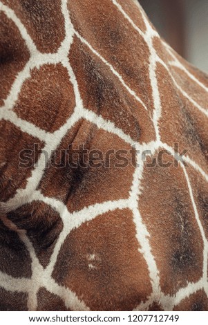Giraffe skin pattern, texture.