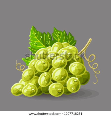 Green grape with leaf and drops of water on grey. Vector illustration. No gradients