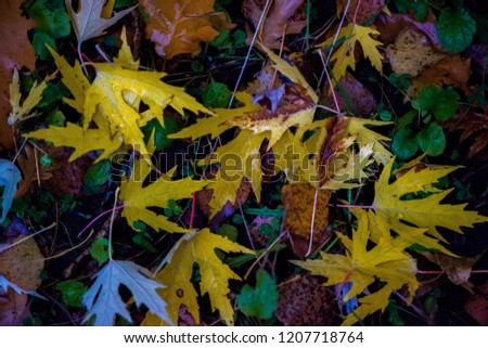 Fallen leaves at the gound in Autumn