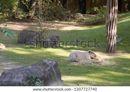 sleeping animal in a zoo