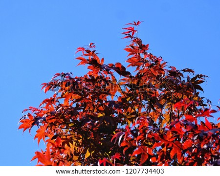 Bright red leaves of maple tree against bright blue autumn sky