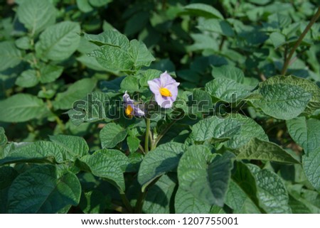 Potato flower closeup