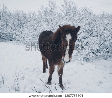 Icelandic horse in the cold! Winter wonderland