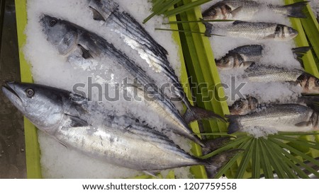 tuna fish on ice for sale in market 