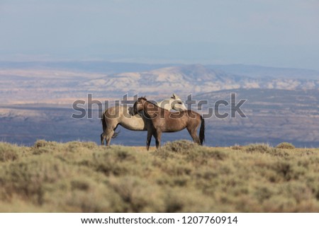 Wild Horses in the High desert in Summer