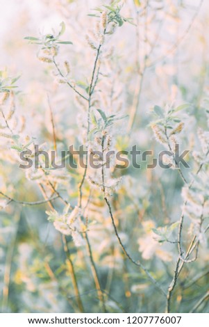 Italian nature at sunset. Soft pastel colors in summer. Fine art in landscape photography