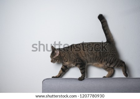 tabby european shorthair cat balancing on couch in front of white wall