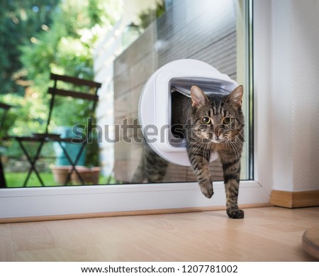 tabby european shorthair cat entering the room through cat flap Royalty-Free Stock Photo #1207781002