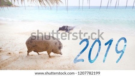Symbol of the new year 2019,  pig on the beach