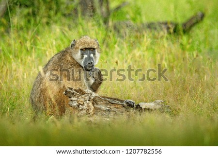 Chacma baboon, Papio ursinus, monkey from Moremi, Okavango delta, Botswana. Wild mammal in the nature habitat. Monkey feeding fruits in the gren vegetaton. Wildlife nature in Africa.