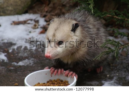 Hungry Possum