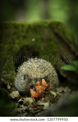 Picture of a small hedgehog hiding behind a leaf looking directly to a camera.
