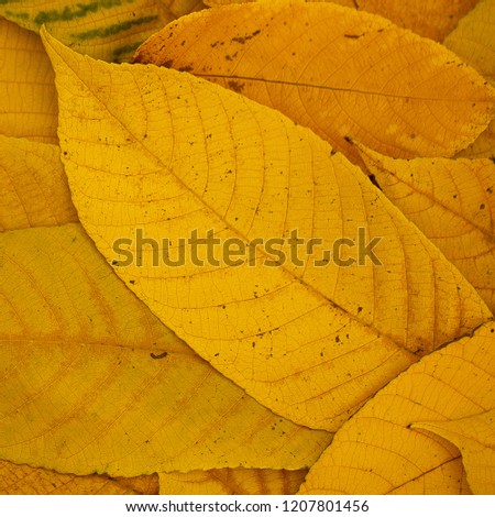 beautiful yellow fallen autumn leaves