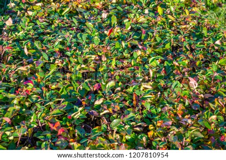 solid "carpet" of black chokeberry leaves
