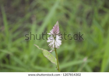 Celosia Pink Flower 