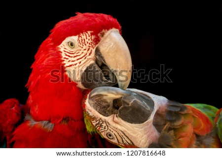 View of couple of military macaws, on the perch to courting, detailed macro, very sharpness, fantastic colors, black background