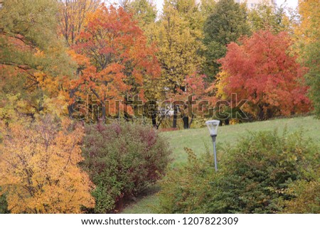 bright autumn bushes of the Park