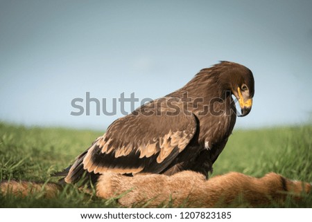 Picture of a golden eagle looking down at its prey it killed.