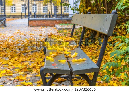 yellow and orange leaves are falling from the trees in the park in the autumn season