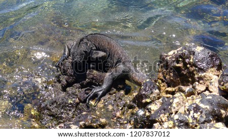 Black Iguana in Las Tijeretast bay on San Cristobal Island, Galapagos Island, Ecuador, Sout America