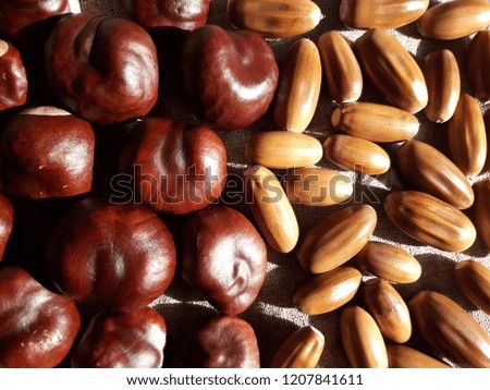 acorns and chestnuts on a gray background