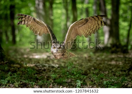 Picture of a Eurasian eagle-owl flying in the woods. lat. Bubo bubo