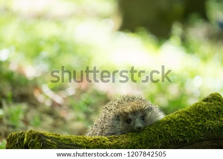 Picture of a small hedgehog rising from beyond moss covered wood.