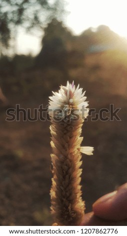 Picture of flower shot during sunset , picture was taken in a park