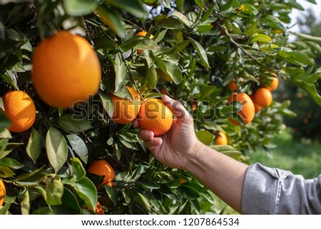Close up Hand and Oranges in Orange Farm with Beautiful Sunshine
