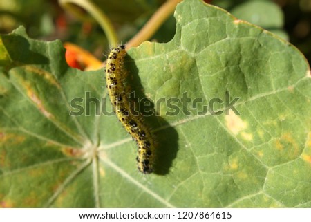 Green with black caterpillar eating green leave