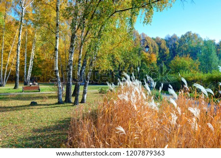 Sunny day autumn forest with green yellow birches and grass with blue sky. October autumn landscape in Sokolniki park