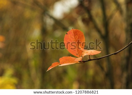 Orange autumn leaves on branch