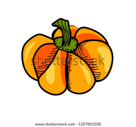 Pumpkin on the white background. Vector illustration
