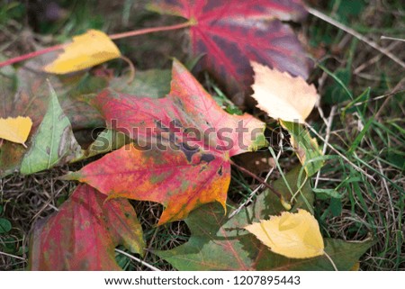 Picture of colorful maple leaves on the ground taken in the park. It's an autumn season, but the grass is still green, creating beautiful background for the leaves that fall down. 