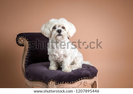 Cute Maltese dog sitting on beautiful, traditional chair, photographed on the brown background in the studio. White dog portrait. 
