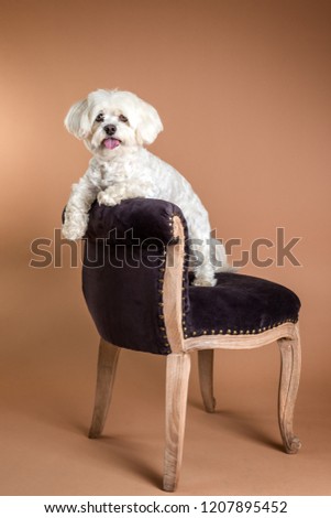 Cute Maltese dog leaning over beautiful, traditional chair, photographed on the brown background in the studio. White small and adorable dog portrait. 