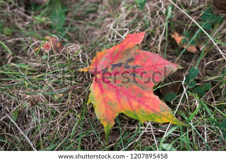 Picture of colorful maple leaf on the ground taken in the park. It's an autumn season, but the grass is still green, creating beautiful background for the leaves that fall down. 