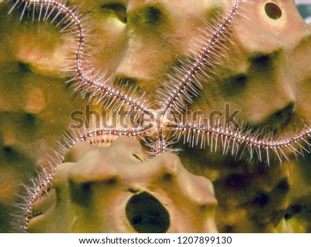 Common brittlestar,Ophiura ophiura,
Brittle stars or ophiuroids are echinoderms in the class Ophiuroidea closely related to starfish. Royalty-Free Stock Photo #1207899130
