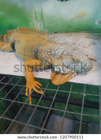 This image content the picture of yellow iguana. Iguana is a vegetrian lizard comes under the category of reptile. I confirm that picture has taken by me in India.