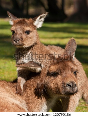 Baby kangaroo (joey) playing with its mother.