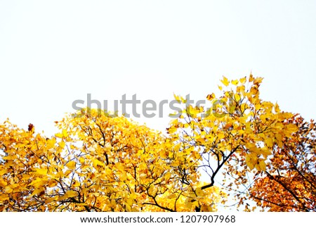 The sky through golden autumn trees